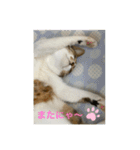 キジ白サンちゃん 2（個別スタンプ：13）