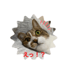 キジ白サンちゃん 2（個別スタンプ：15）