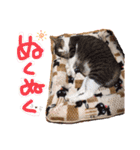 ねこいぬ2だん（個別スタンプ：12）