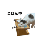 うちのレオにゃ（個別スタンプ：9）