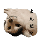 うちのレオにゃ（個別スタンプ：10）