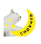 うちのレオにゃ（個別スタンプ：20）