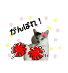 うちのレオにゃ（個別スタンプ：36）