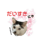 うちのレオにゃ（個別スタンプ：37）