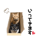 ゴマシオとクロ（個別スタンプ：18）