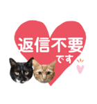 ゴマシオとクロ（個別スタンプ：37）