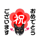 ゴマシオとクロ（個別スタンプ：38）