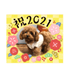 ティーカッププードルのモアちゃん（個別スタンプ：6）