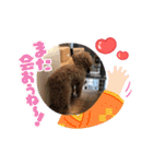 ティーカッププードルのモアちゃん（個別スタンプ：7）