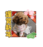 ティーカッププードルのモアちゃん（個別スタンプ：8）