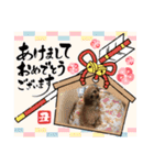 ティーカッププードルのモアちゃん（個別スタンプ：9）