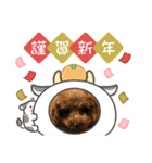 ティーカッププードルのモアちゃん（個別スタンプ：11）