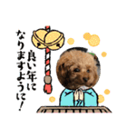 ティーカッププードルのモアちゃん（個別スタンプ：13）