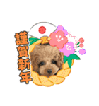 ティーカッププードルのモアちゃん（個別スタンプ：14）