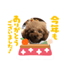 ティーカッププードルのモアちゃん（個別スタンプ：15）