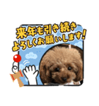 ティーカッププードルのモアちゃん（個別スタンプ：17）