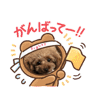 ティーカッププードルのモアちゃん（個別スタンプ：21）