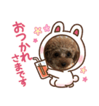 ティーカッププードルのモアちゃん（個別スタンプ：23）