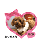 ティーカッププードルのモアちゃん（個別スタンプ：28）