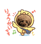 ティーカッププードルのモアちゃん（個別スタンプ：30）