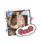 ティーカッププードルのモアちゃん（個別スタンプ：39）