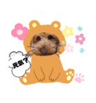 coco 202012（個別スタンプ：13）