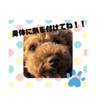 coco 202012（個別スタンプ：14）