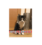 Q太郎スタンプ第8弾（個別スタンプ：1）