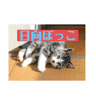 Q太郎スタンプ第8弾（個別スタンプ：8）