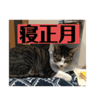 Q太郎スタンプ第8弾（個別スタンプ：12）