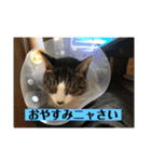 Q太郎スタンプ第8弾（個別スタンプ：13）