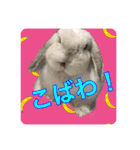 うさぎのリリィさん（Lilytic）（個別スタンプ：1）
