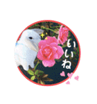 うさぎのリリィさん（Lilytic）（個別スタンプ：5）