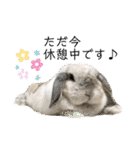 うさぎのリリィさん（Lilytic）（個別スタンプ：10）