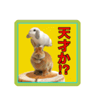 うさぎのリリィさん（Lilytic）（個別スタンプ：11）