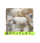うさぎのリリィさん（Lilytic）（個別スタンプ：13）