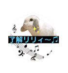 うさぎのリリィさん（Lilytic）（個別スタンプ：14）