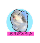 うさぎのリリィさん（Lilytic）（個別スタンプ：16）