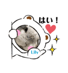 うさぎのリリィさん（Lilytic）（個別スタンプ：19）