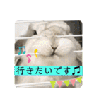 うさぎのリリィさん（Lilytic）（個別スタンプ：27）