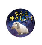 うさぎのリリィさん（Lilytic）（個別スタンプ：29）