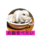うさぎのリリィさん（Lilytic）（個別スタンプ：36）