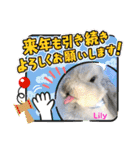 うさぎのリリィさん（Lilytic）（個別スタンプ：38）