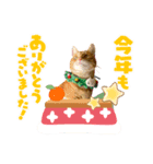 Ginger Tabby Cat Brothers 13（個別スタンプ：2）