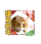 Ginger Tabby Cat Brothers 13（個別スタンプ：6）