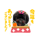 トイプードルがっくん（個別スタンプ：1）