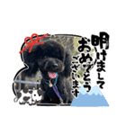 トイプードルがっくん（個別スタンプ：5）