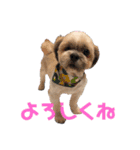 バン(363)（個別スタンプ：1）