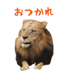 動物園のBIGな仲間たち！ほほえみフレンズ（個別スタンプ：2）