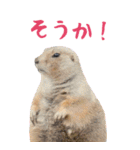 動物園のBIGな仲間たち！ほほえみフレンズ（個別スタンプ：17）